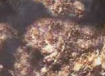 Camu Marrón